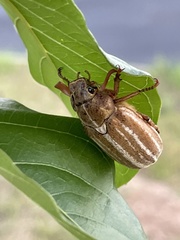 Polyphylla occidentalis