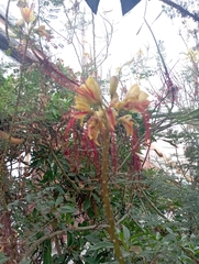 Erythrostemon gilliesii