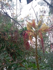 Erythrostemon gilliesii