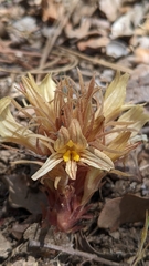 Aphyllon californicum