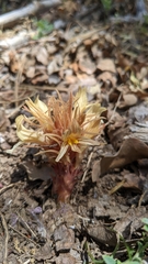 Aphyllon californicum