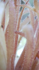 Aphyllon californicum