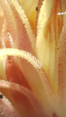 Aphyllon californicum