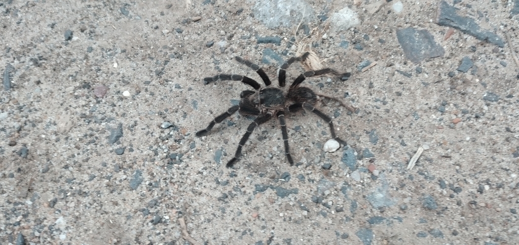 Giant Pink Starburst Tarantula from Reserva Ecológica Costanera Sur on ...