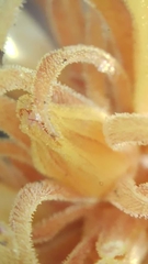 Aphyllon californicum