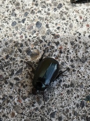 Paranomala cincta