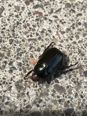 Paranomala cincta