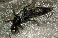 Philonthus caeruleipennis