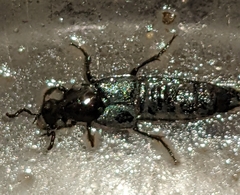 Philonthus caeruleipennis