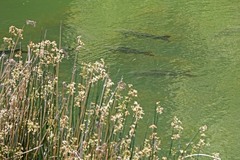Cyprinus rubrofuscus