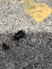 Paranomala cincta