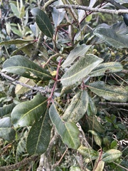 Zanthoxylum melanostictum