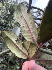 Zanthoxylum melanostictum