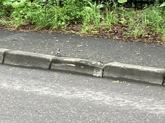 Motacilla alba lugens