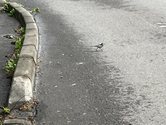 Motacilla alba lugens
