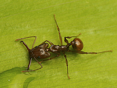 Orectognathus antennatus