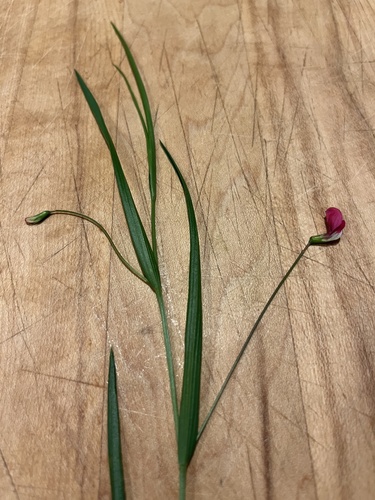 Grass Vetchling