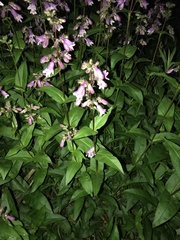 Penstemon calycosus