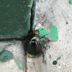 Paranomala cincta