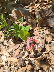 Lonicera arizonica