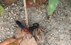 Tachypompilus ferrugineus
