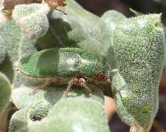 Dystaxia murrayi