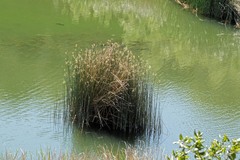 Cyprinus rubrofuscus