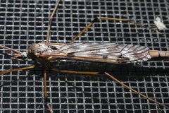 Tipula longiventris