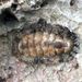 West Indian Fuzzy Chiton - Photo (c) Ivelisse Irizarry, some rights reserved (CC BY-NC), uploaded by Ivelisse Irizarry