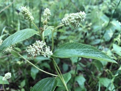 Ceanothus americanus