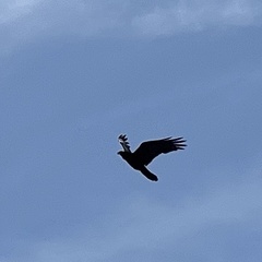 Corvus corax