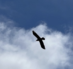 Corvus corax