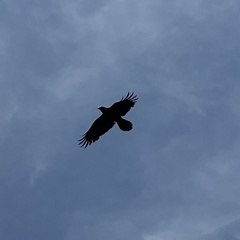 Corvus corax