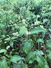 Ceanothus americanus