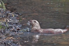 Lontra canadensis