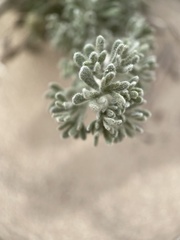 Artemisia spinescens