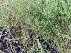 Triphysaria versicolor