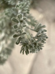 Artemisia spinescens