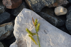 Carex castanea