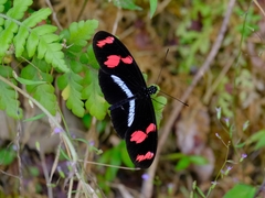 Heliconius telesiphe