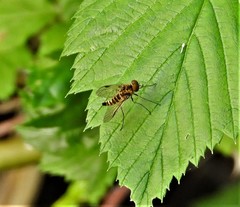 Chrysopilus fasciatus