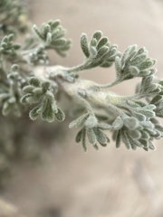 Artemisia spinescens