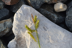 Carex castanea
