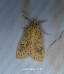 Pseudobarsine bombdilensis