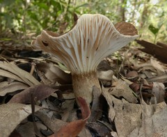 Lactifluus wirrabara