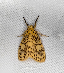 Pseudobarsine bombdilensis