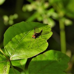 Chrysopilus fasciatus