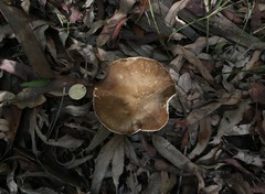 Lactifluus wirrabara