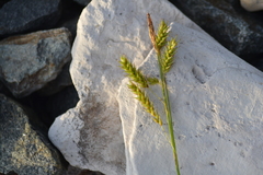 Carex castanea