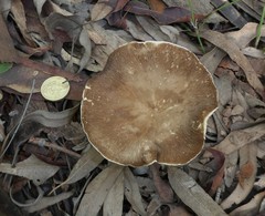 Lactifluus wirrabara